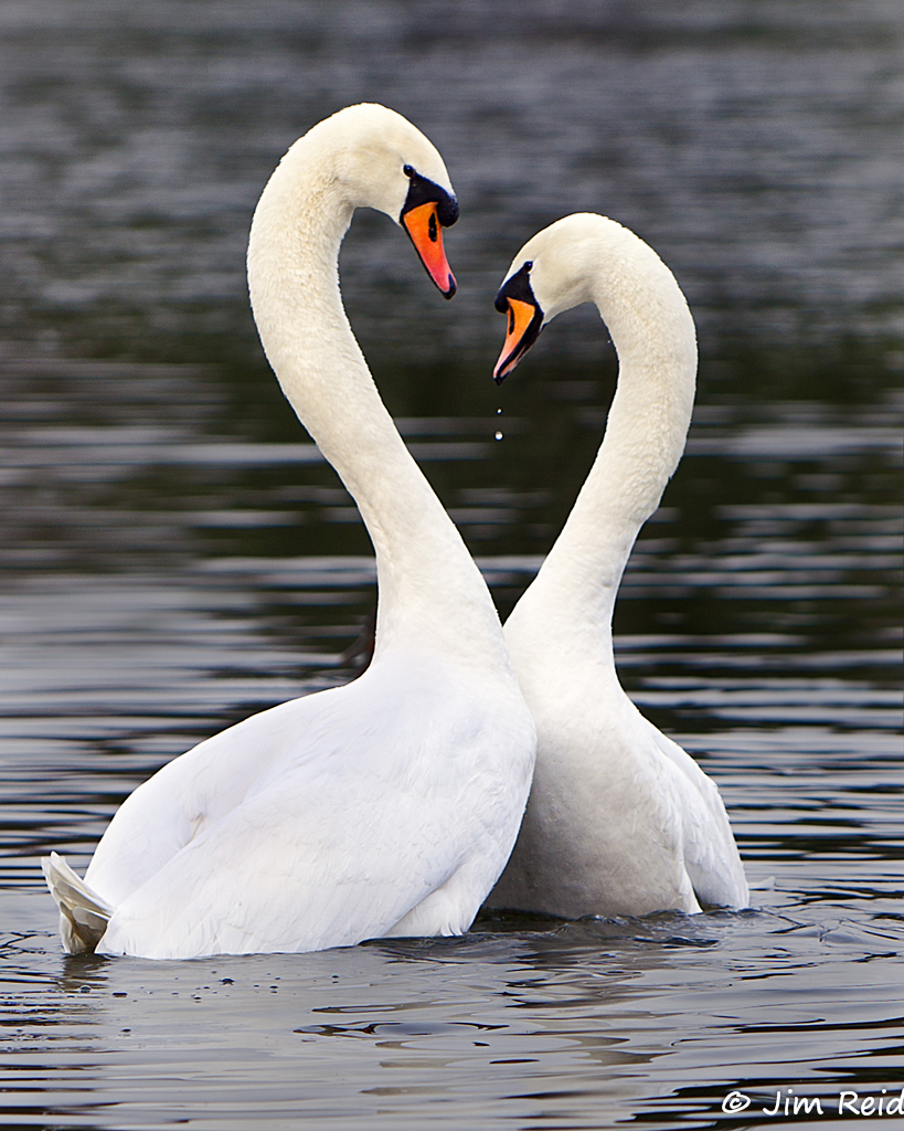 Swans' Mating Ritual