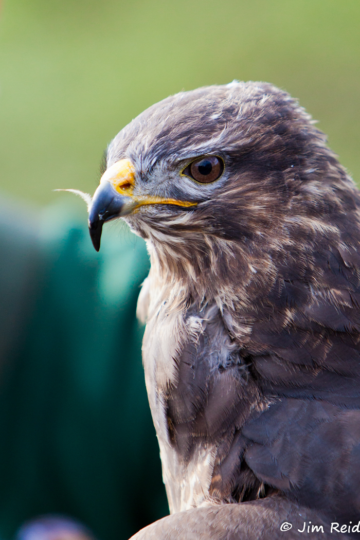 Eurasian Buzzard