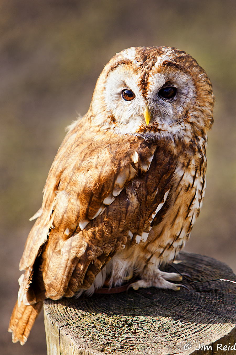 Tawny Owl